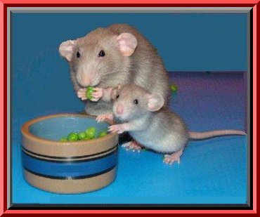 Rat mom and kid - Eating their final supper...cute but nasty..