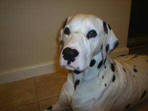 Just another really Cute Dog - Just another really Cute Dog
