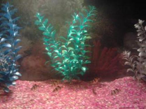 Fishies. - Mineeeee.