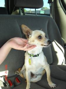 Just another really Cute Dog - Just another really Cute Dog