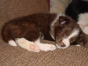 Just another really Cute Dog - Just another really Cute Dog