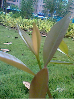 green leaf - photo resolutionL240*320