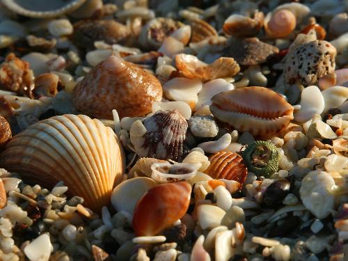 shells - beautiful shells