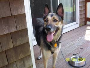 Just another really Cute Dog - Just another really Cute Dog