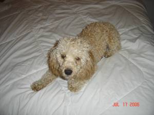Just another really Cute Dog - Just another really Cute Dog