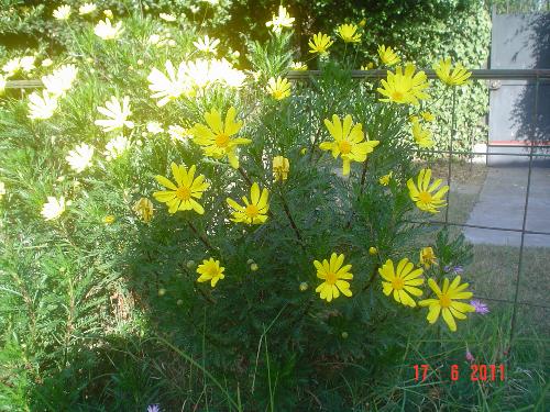 My plant with her yellow flowers. - They might be cousins of the chrysanthemum, I think.