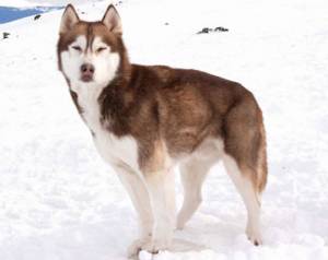 Just another really Cute Dog - Just another really Cute Dog
