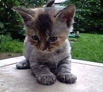 Precious.. Kitten with mysterious hair loss - my adorable precious.. who lost her hair as a baby.