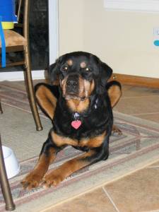 Just another really Cute Dog - Just another really Cute Dog