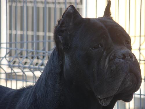 Cane Corso - A beautiful, strong and lovable dog