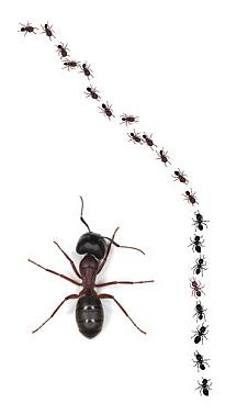 Ants - Ants is an insect that can be really annoying when they exist in your house compound. You will get attack without realizing it. 
