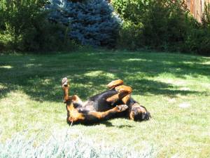 Just another really Cute Dog - Just another really Cute Dog