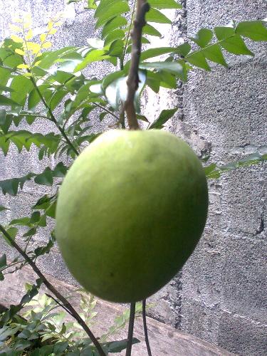 nature  - :)