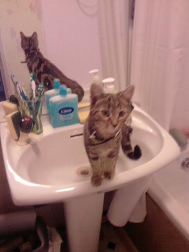 Cat in sink - cats like to explore everywhere!