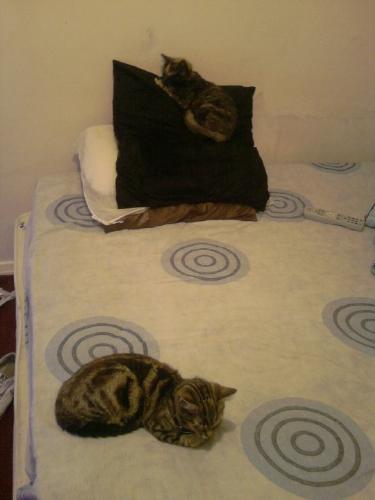Cats on bed - Cats sleeping on bed.