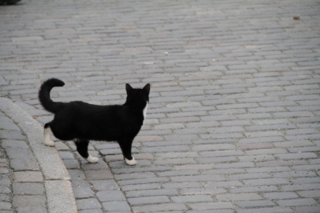 Cat crossing a street - Cat walking down from the pavement