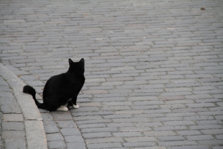 Cat in the street - Cat in the street, staring at a dog in distance