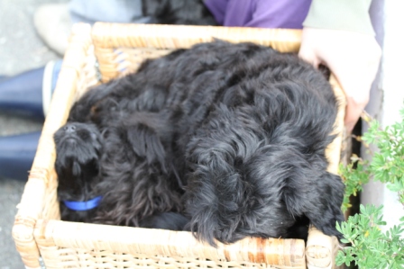 Dog in a basket - Dog trying to fit into a basket