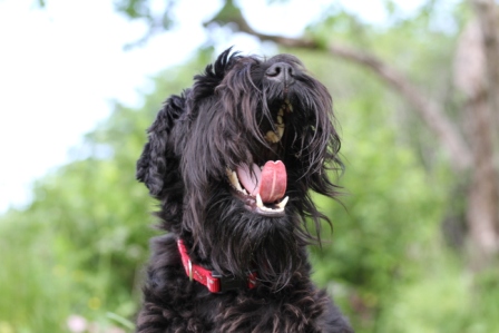 Black dog - Black dog yawning