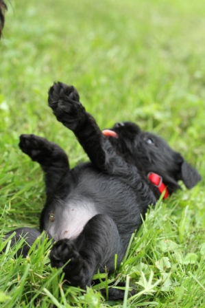 Puppy in the grass - Black puppy in the grass