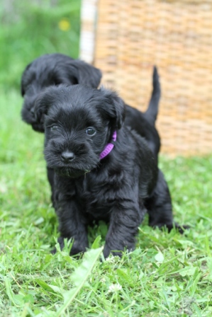 Two puppies - Two black puppies