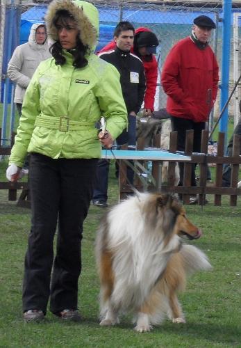 Collie - at CAC Brasov 2011