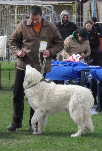 Hungarian Shepherd Kuwasz - at CAC Brasov 2011