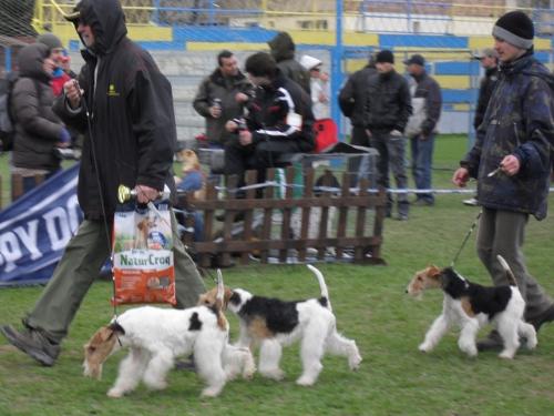 Fox Terriers - at CAC Brasov 2011