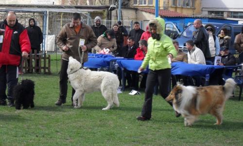 First group judging - at CAC Brasov 2011