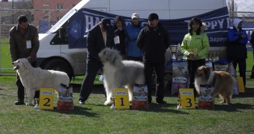 First group judging - at CAC Brasov 2011