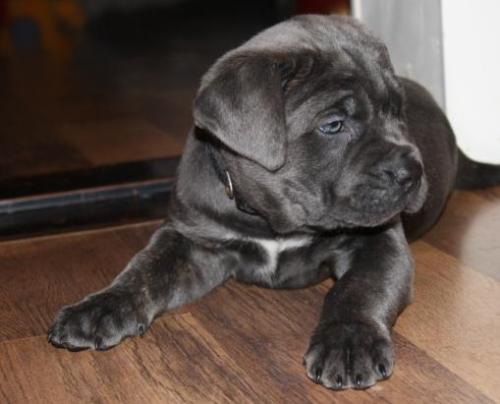 Cane Corso - Strong and beautiful dog