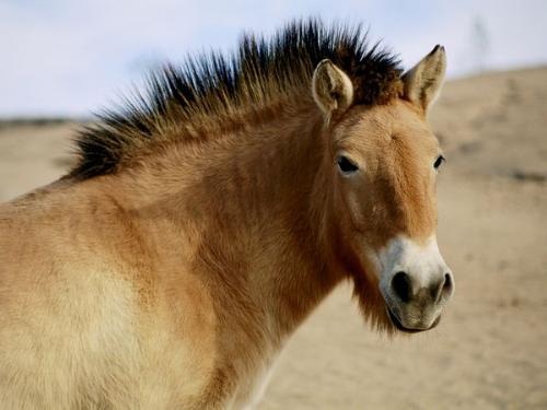 Wild Horse - The Przewalski's horse. They are endangered and people are trying to rebuild the herd in Mongolia.