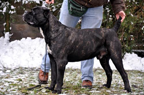 Cane Corso - beautiful and powerful dog