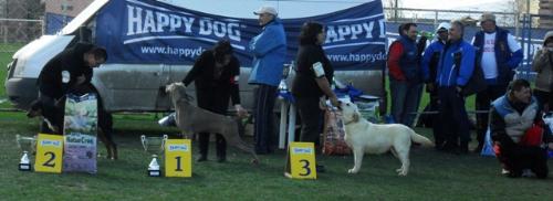 Best Junior in show winners - at CAC Brasov 2011
