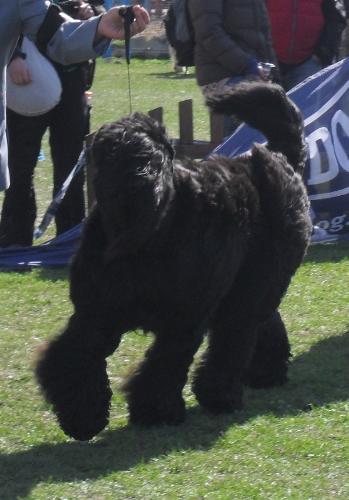 Tchorny Terrier - at CAC Brasov 2011