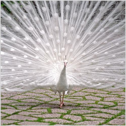 White Peacock.white resembles peace and happy mood - White peacock..where we cannot see them in all the location n our world and even we cannot see them opening their back which is very very awesome to see. Here I make everyone to see as it opens its back.  In other words Peacock is my National Bird and white resembles Peace,happy mood etc..