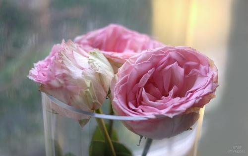 ROSE..Sign to propose LOVE.. - ROSE the flower which is purchased by almost everyone on this world who loves a girl/boy to propose what they feel in their hearts.  It also tells it will raise between the difficulties on its tree so as we have to be happy in any situation in our lives...