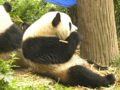 Panda bear by tree - A Panda Bear eating his favorite food,bamboo,by a tree.