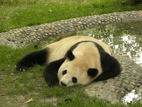 Panda Relaxing - A Giant Panda relaxing by a pool of water.