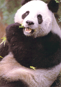 Giant Panda - The only food a Giant Panda eats in bamboo.