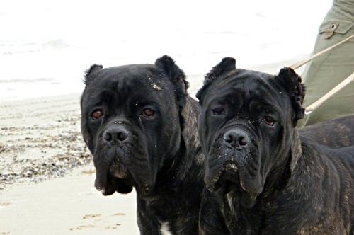 Cane Corso - a beautiful and powerful dog