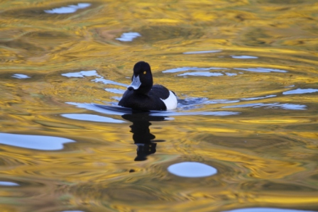 Duck - Duck swimming