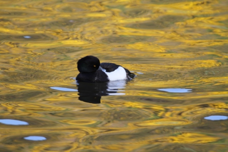 Black and white duck - Black and white duck on yellow water