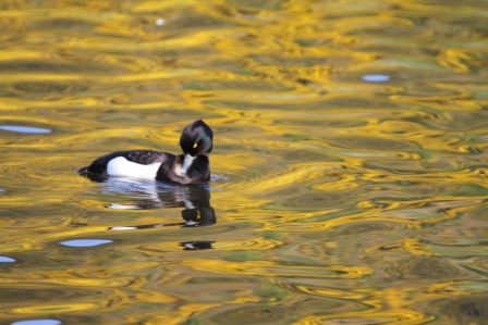 Swimming duck - Black and white duck swimming