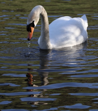 Swan in a pond - Swan swimming