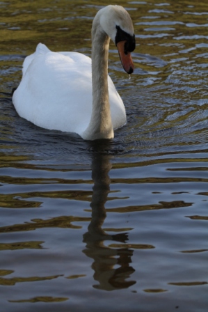 White swan - White swan on a blue lake