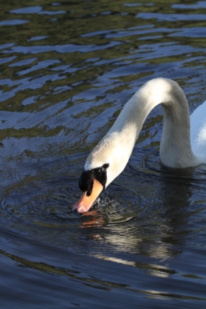 Swan looking for food - Swan eating in a pond