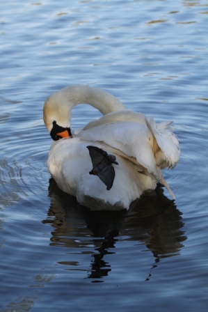 Grooming swan - Grooming swan on a pond