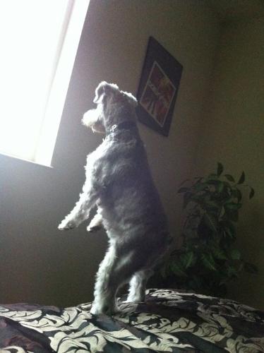 I see something! - This dog can stand on it's hind legs to look out the window!