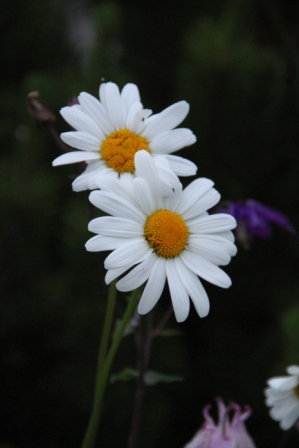 White flowers - White flowers at night